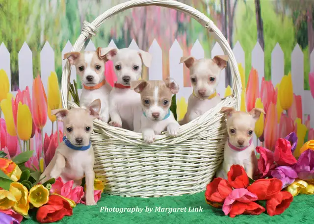 Professional Pet Portrait Day in Orleans, April 18th - Photo 2