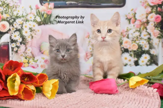 Professional Pet Portrait Day in Orleans, April 18th - Photo 4