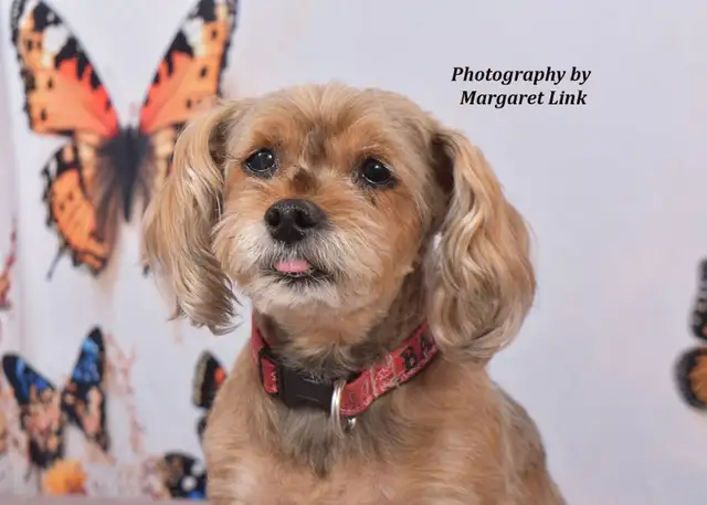 Professional Pet Portrait Day in Orleans, April 18th - Photo 9