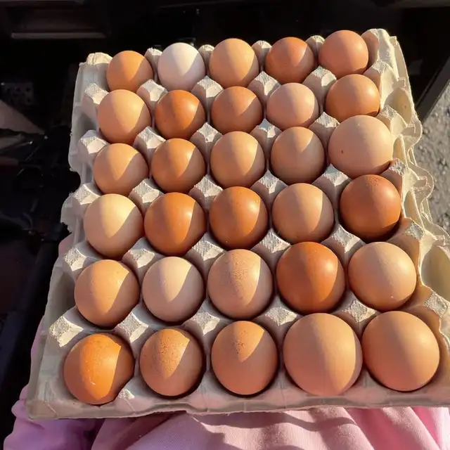 Farm Fresh Free-Range Organic Eggs – $20/Flat - Photo 4