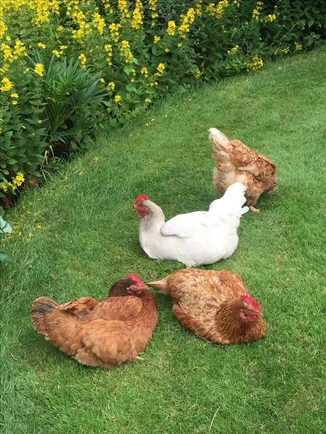 Farm Fresh Free-Range Organic Eggs – $20/Flat - Photo 5