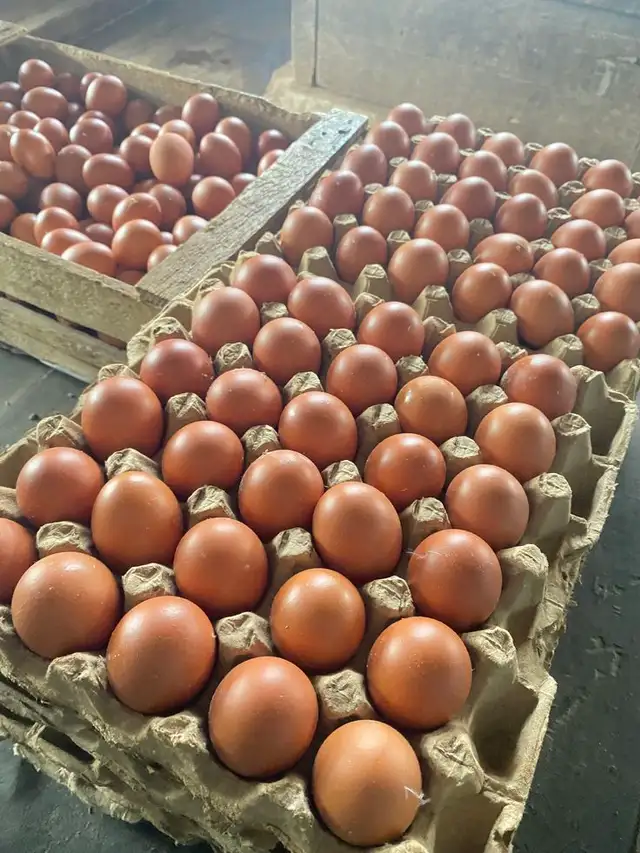 Farm Fresh Free-Range Organic Eggs – $20/Flat - Photo 6