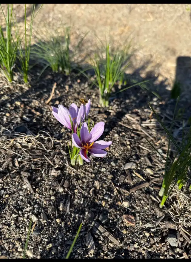 Saffron Bulbs - Pre- order for Fall 2026 - Photo 4