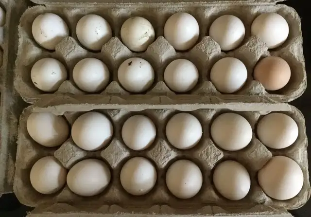 Fertilized Duck Eggs – $15/Dozen