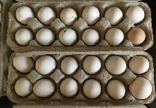 Fertilized Duck Eggs – $15/Dozen
