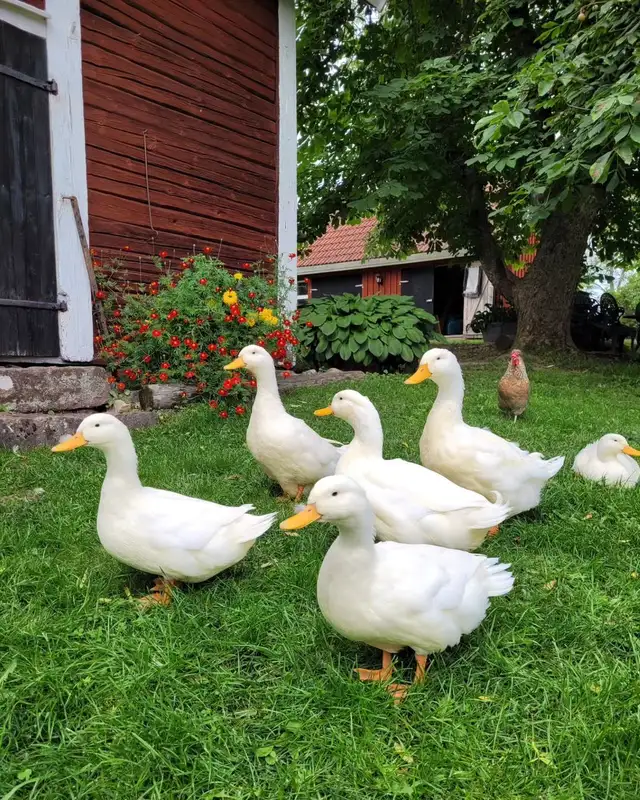 Fertilized Duck Eggs – $15/Dozen - Photo 2
