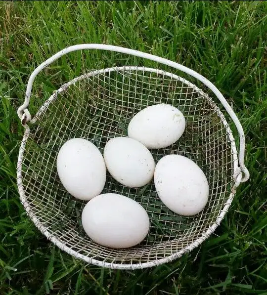 Fertilized Duck Eggs – $15/Dozen - Photo 3
