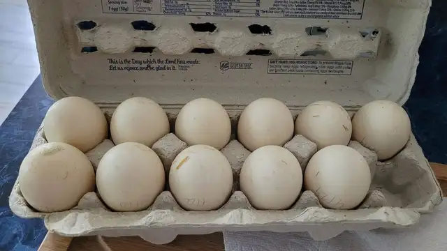 Fertilized Duck Eggs – $15/Dozen - Photo 5