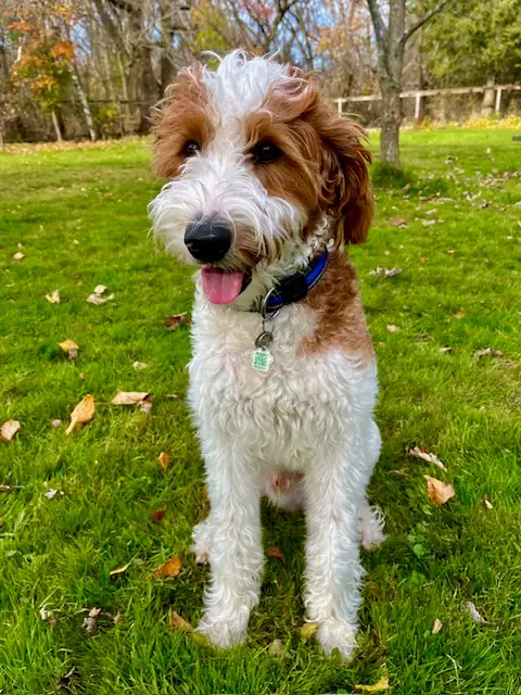 Australian Labradoodle Male with Breeding Rights or Pet Rehome
