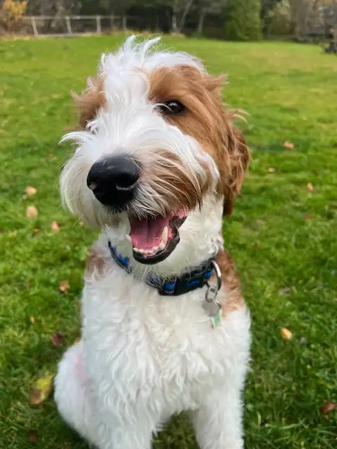 Australian Labradoodle Male with Breeding Rights or Pet Rehome - Photo 2