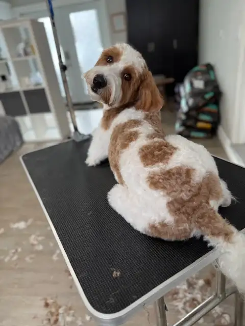 Australian Labradoodle Male with Breeding Rights or Pet Rehome - Photo 3