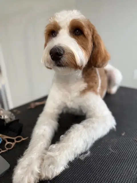 Australian Labradoodle Male with Breeding Rights or Pet Rehome - Photo 4