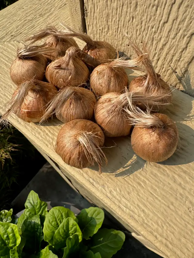 Saffron Bulbs - Pre-order for Fall - Photo 2