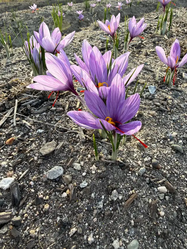 Saffron Bulbs - Pre-order for Fall - Photo 3