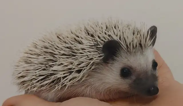 ♥Chip! ark masked platinum baby hedgehog boy!!