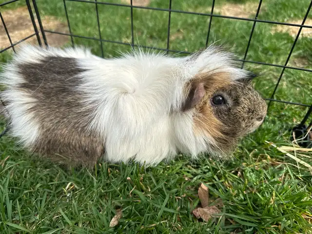 Guinea Pig with a great starter pack!