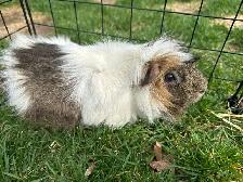 Guinea Pig with a great starter pack!