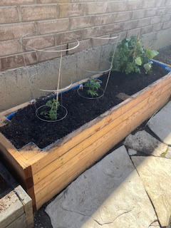 Planter Boxes & Garden