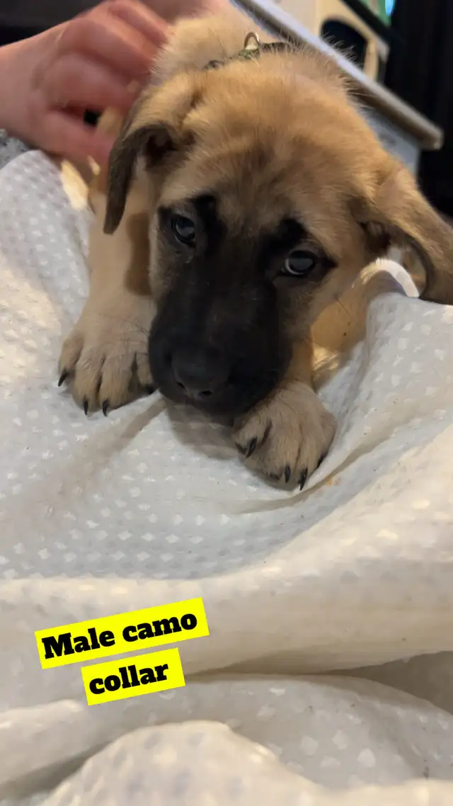 "Shepherd/Malamute/Husky Mix Puppies – Loving Homes Wanted