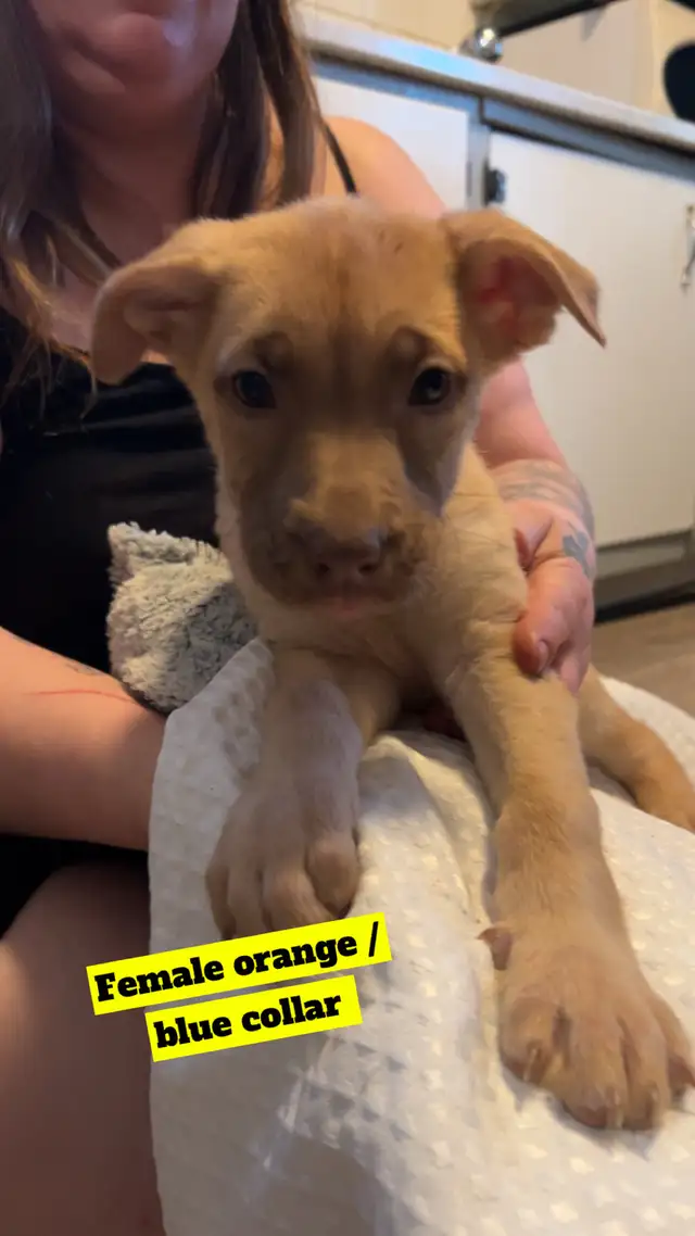 "Shepherd/Malamute/Husky Mix Puppies – Loving Homes Wanted - Photo 2