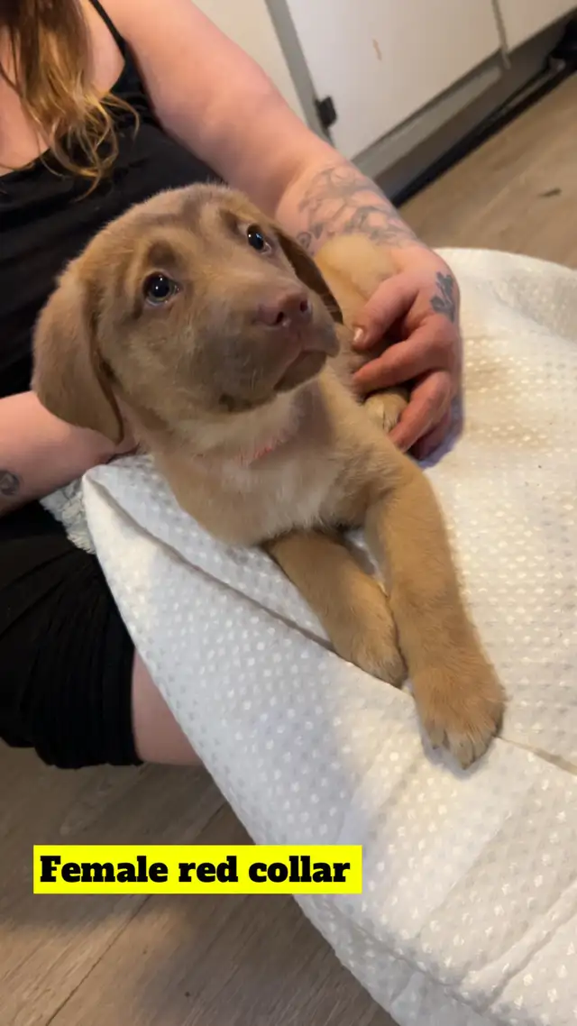 "Shepherd/Malamute/Husky Mix Puppies – Loving Homes Wanted - Photo 3