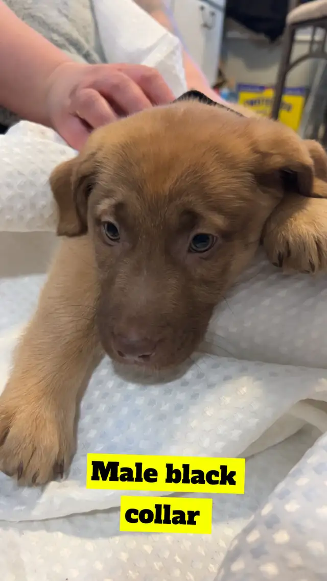 "Shepherd/Malamute/Husky Mix Puppies – Loving Homes Wanted - Photo 4