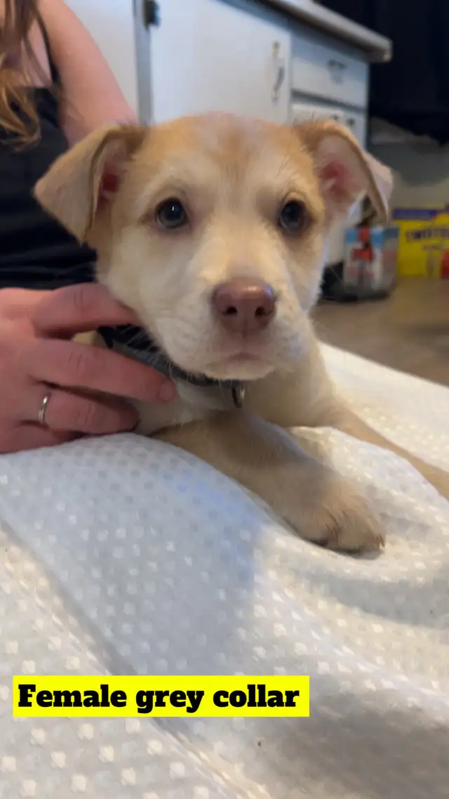 "Shepherd/Malamute/Husky Mix Puppies – Loving Homes Wanted - Photo 5