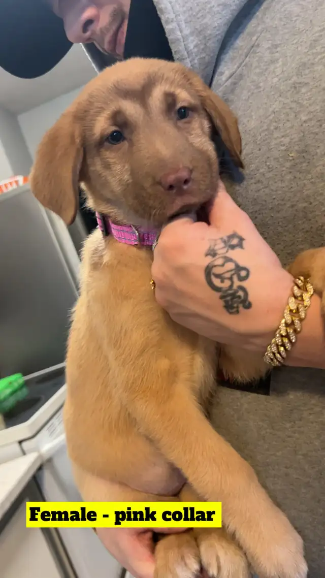 "Shepherd/Malamute/Husky Mix Puppies – Loving Homes Wanted - Photo 6