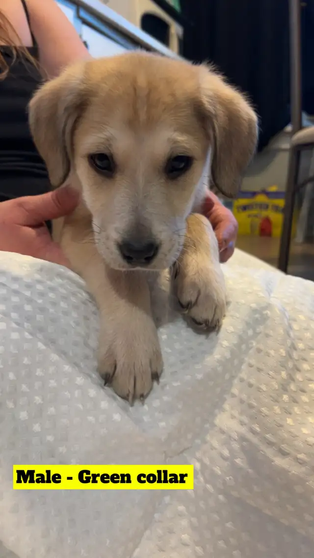 "Shepherd/Malamute/Husky Mix Puppies – Loving Homes Wanted - Photo 7