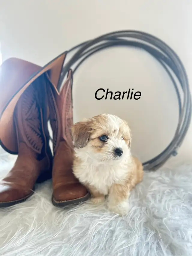 maltese - mini Aussie puppies