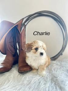 maltese - mini Aussie puppies