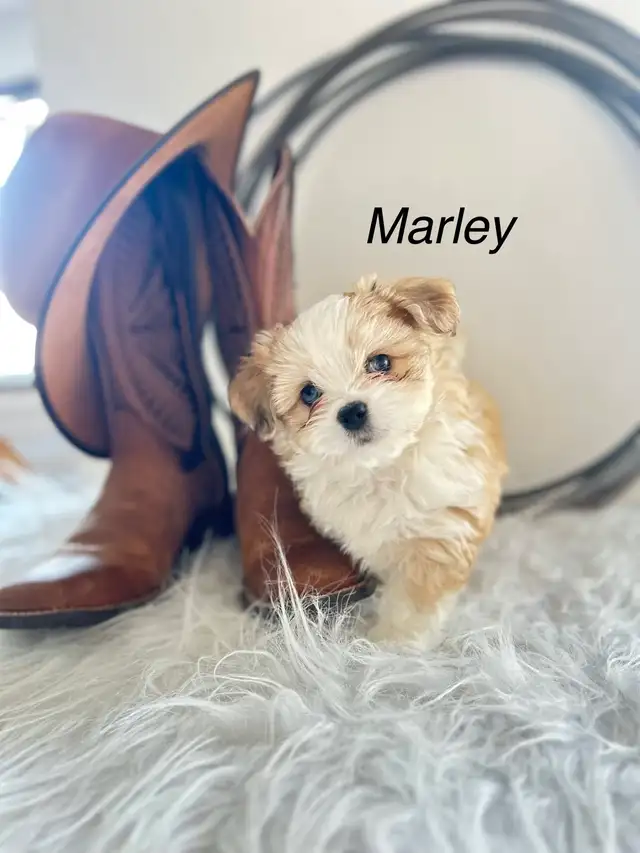 maltese - mini Aussie puppies - Photo 2