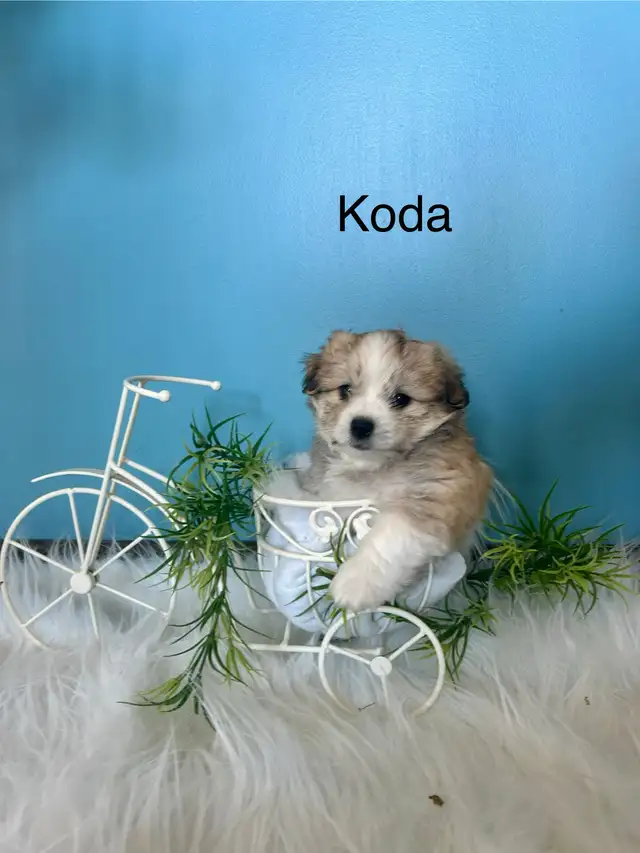 maltese - mini Aussie puppies - Photo 3