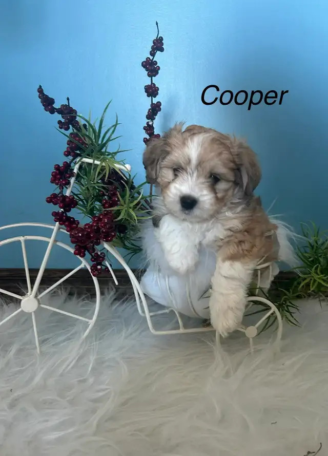 maltese - mini Aussie puppies - Photo 4
