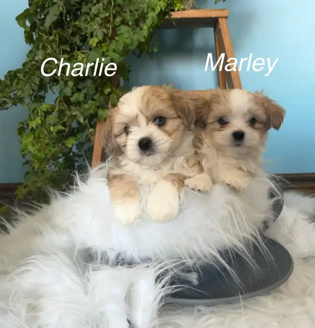 maltese - mini Aussie puppies - Photo 5