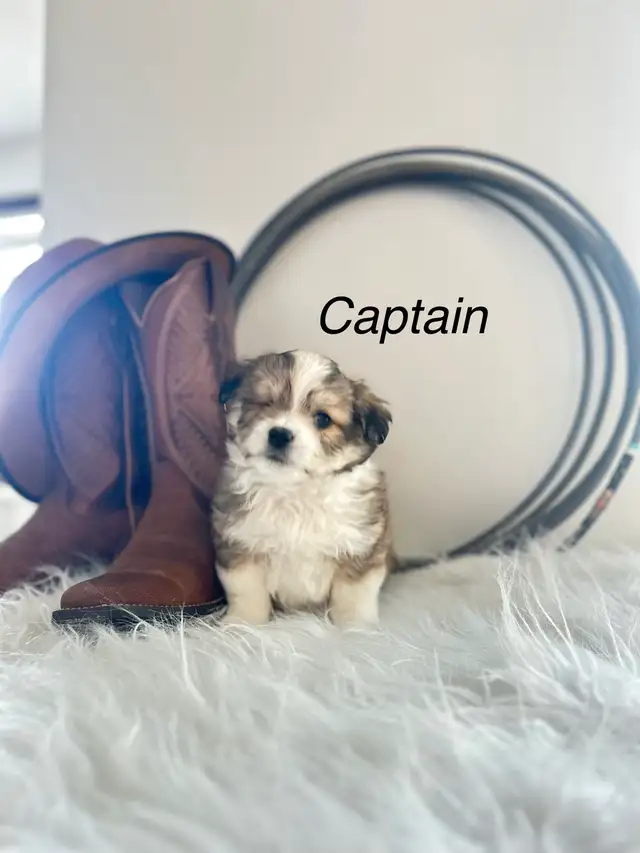 maltese - mini Aussie puppies - Photo 6