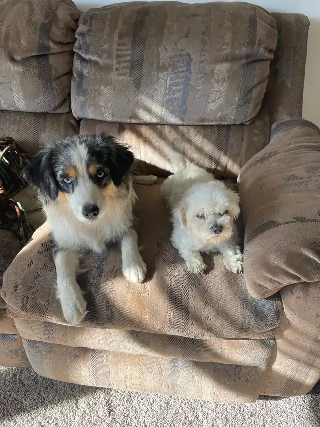 maltese - mini Aussie puppies - Photo 7