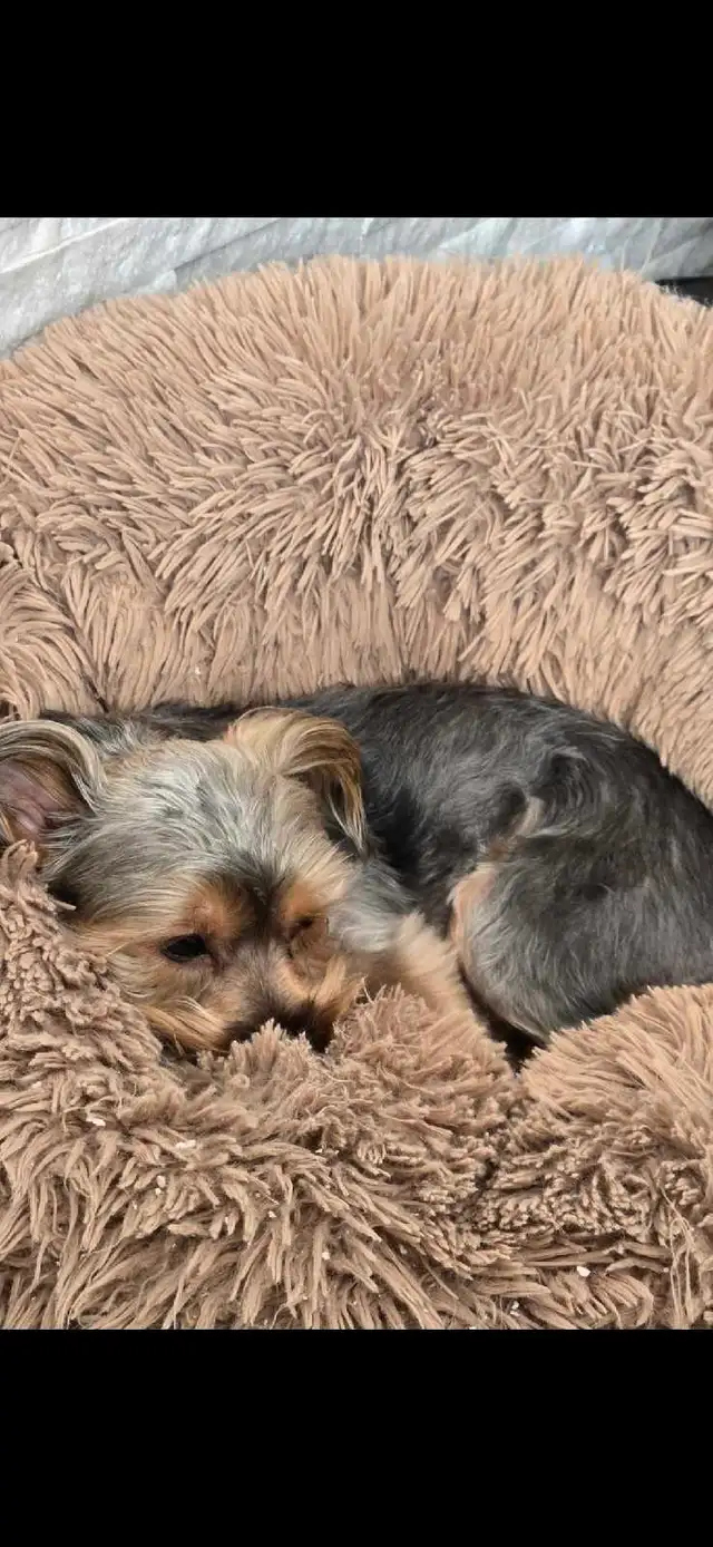 Yorkie boy needs a new home