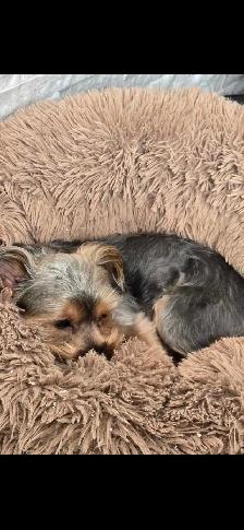 Yorkie boy needs a new home