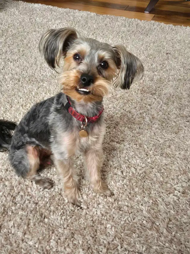 Yorkie boy needs a new home - Photo 2