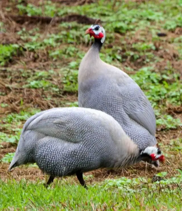 Guinea fowl hatching eggs - Photo 2