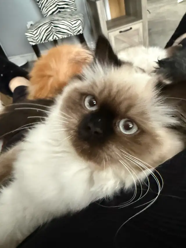 MUNCHKIN (Napoleon non-standard)