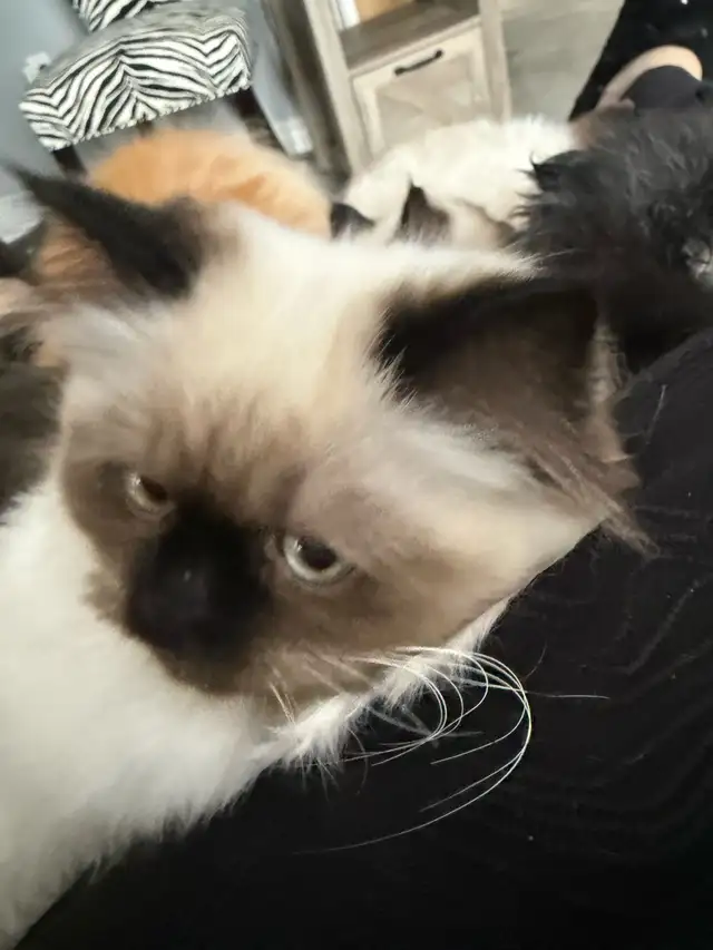 MUNCHKIN (Napoleon non-standard) - Photo 2