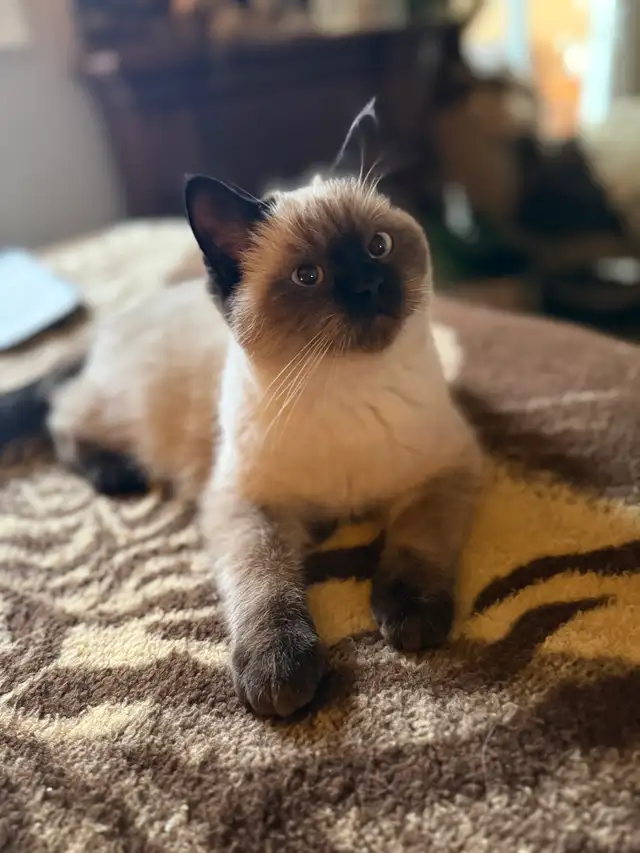 MUNCHKIN (Napoleon non-standard) - Photo 3