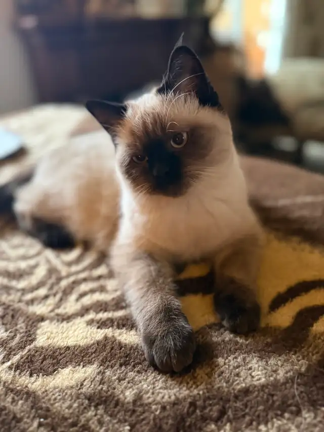 MUNCHKIN (Napoleon non-standard) - Photo 4