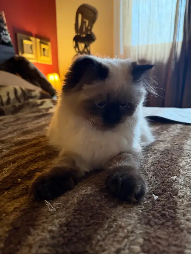 MUNCHKIN (Napoleon non-standard) - Photo 5