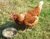 5 MONTH LAYER LOHMAN BROWN CHICKENS