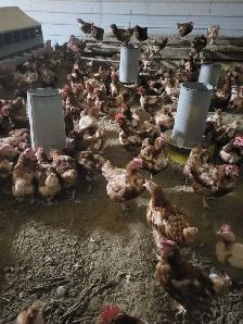 RED CHICKENS FOR SALE