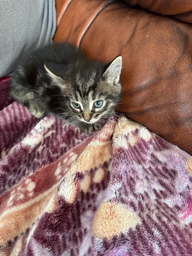 chaton angora    prêts à partir 819-230-4909