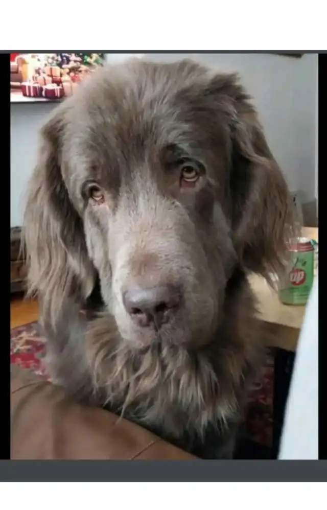 Pet Sitter/Dog Walker - Photo 3